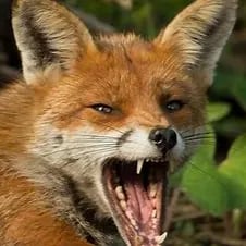 Chat with fox, the  character AI chatbot