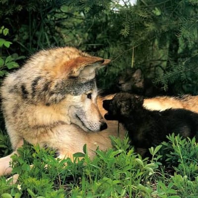 Chat with Pack of male wolves, the  character AI chatbot