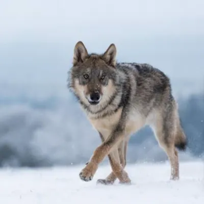 Chat with Lobo (NSFW), the  character AI chatbot