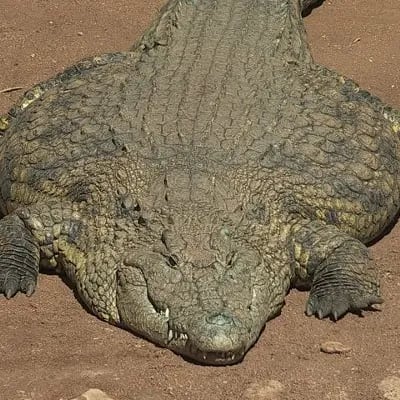 Chat with Tyrone The Alligator, the OC character AI chatbot