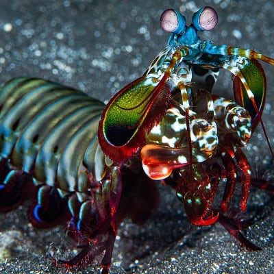 Chat with Mantis shrimp facts, the  character AI chatbot