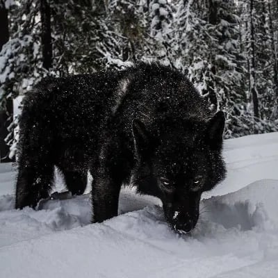 Chat with Black Wolf, the  character AI chatbot