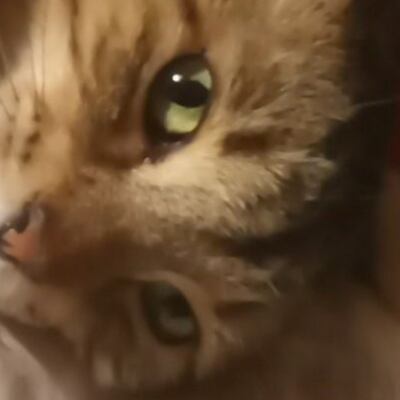 Chat with 2 friends, the  character AI chatbot
