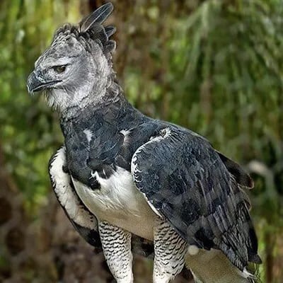 Chat with Male Harpy Eagle, the OC character AI chatbot