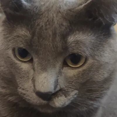 Chat with Lue, the  character AI chatbot