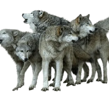 Chat with Wolf Pack RP, the  character AI chatbot