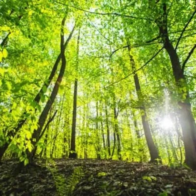 Chat with animal forest,, the OC character AI chatbot