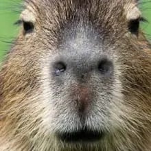 Chat with capybara, the Furry character AI chatbot