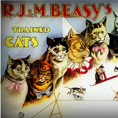 Chat with The Circus Of Cats, the  character AI chatbot