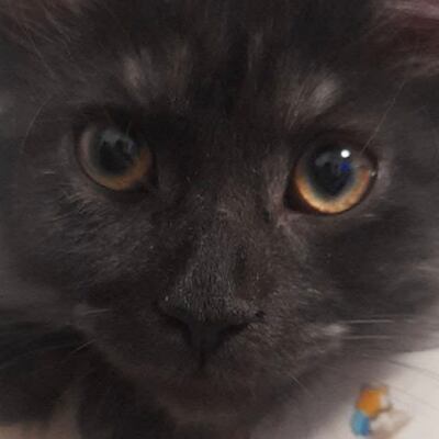 Chat with Hermanastros, the  character AI chatbot