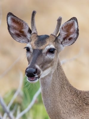 Chat with Doe, the Furry character AI chatbot