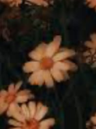 Chat with MHA, the Anime character AI chatbot