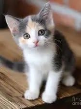 Chat with Kitten, the Furry character AI chatbot